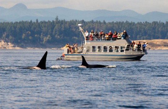 Orca Whale Watching