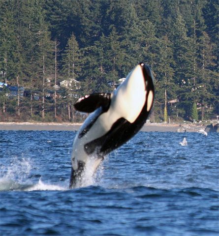 whidbey island